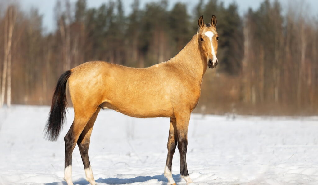 Golden buckskin stallion in a show halter