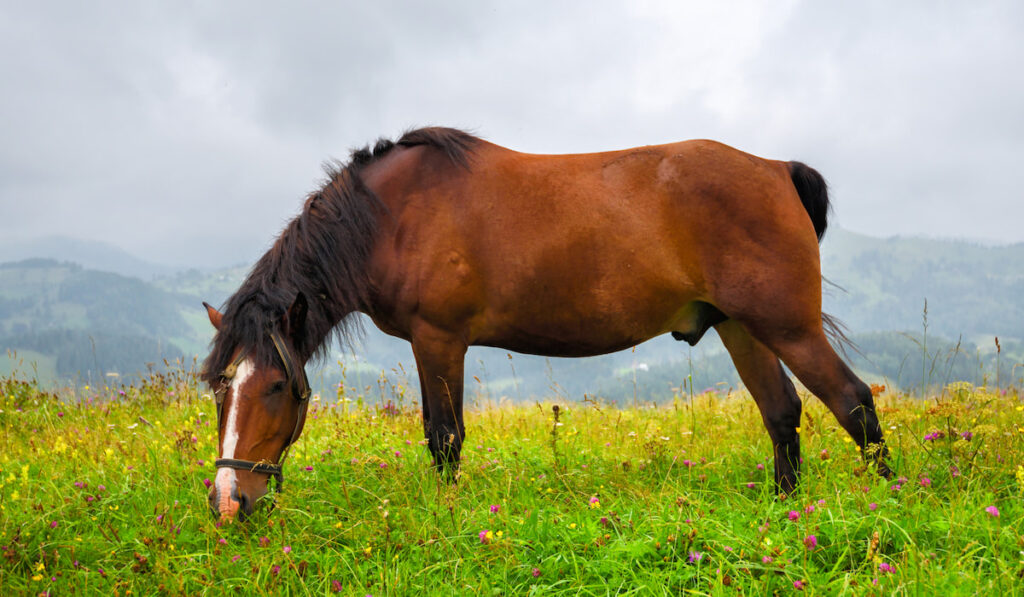 Grade Horse on the meadow 