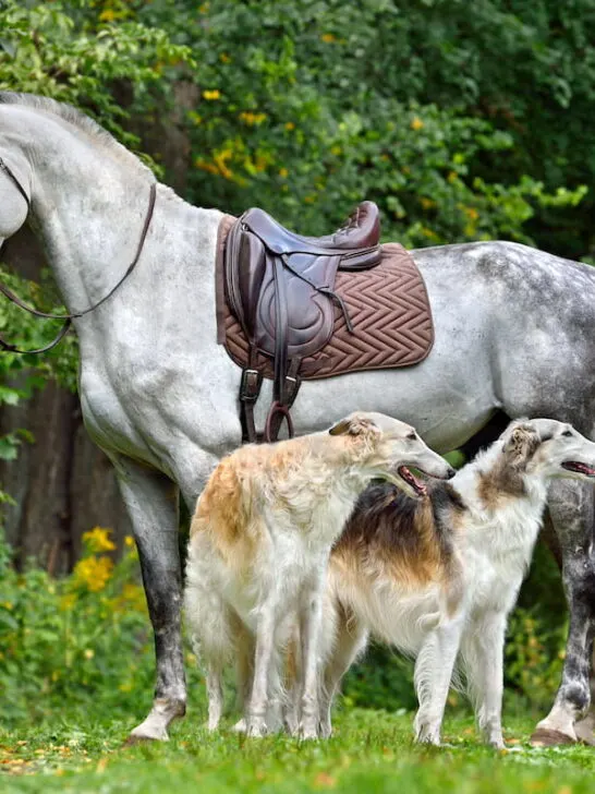 Russian Orlov Trotter