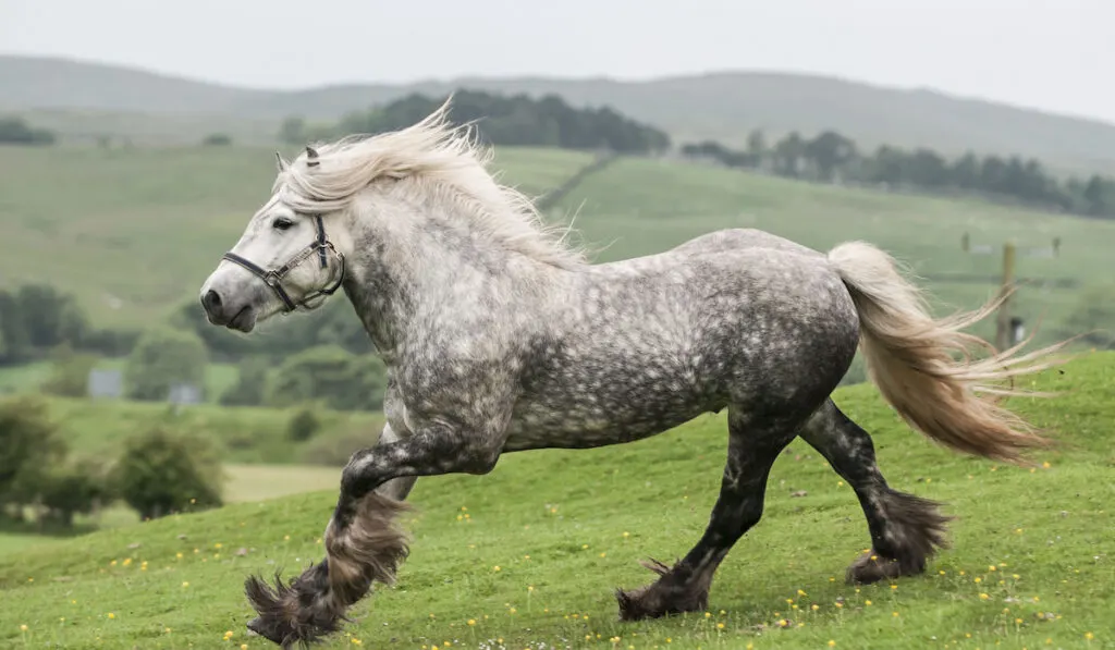 Gray fell pony stallion runs down the hill