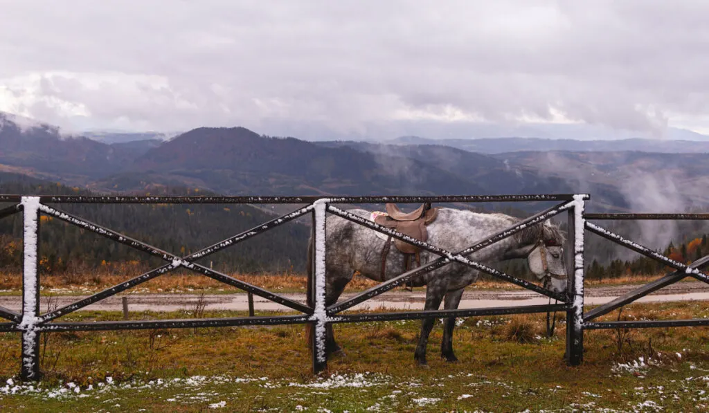 Gray horse at the fence in the snowy mountains ee220401