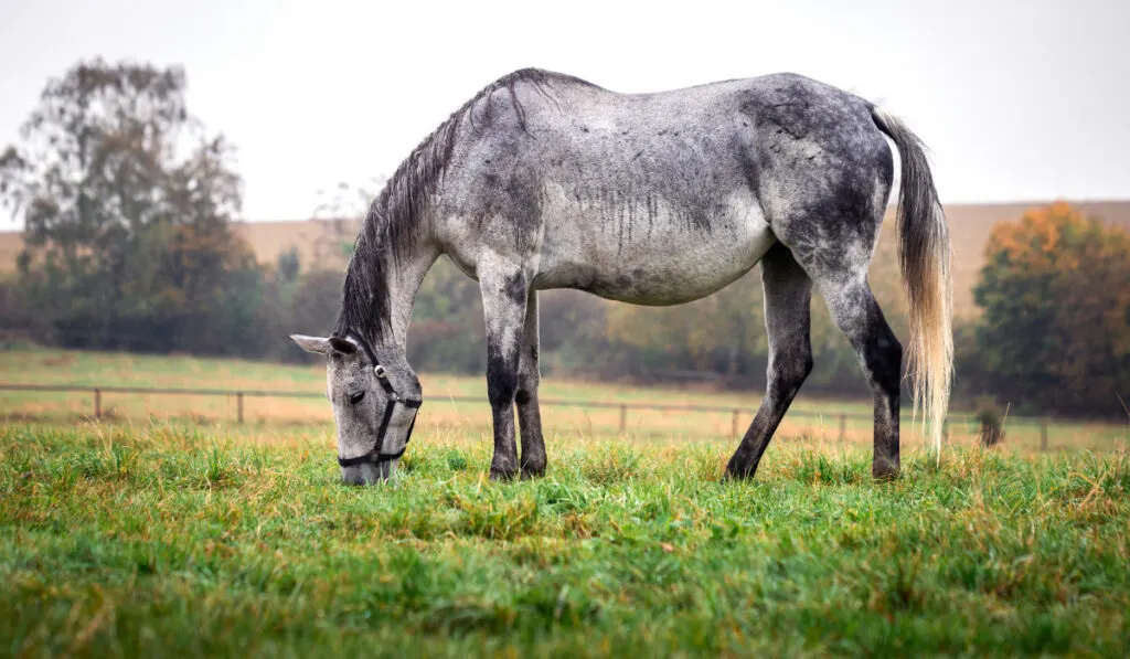 Gray roan horse grazing on pasture