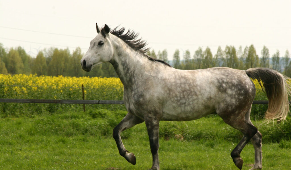 gray westphalian horse running in field