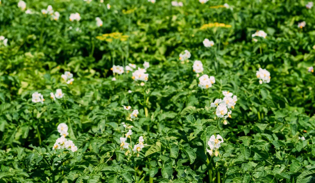 Green-potato-plant