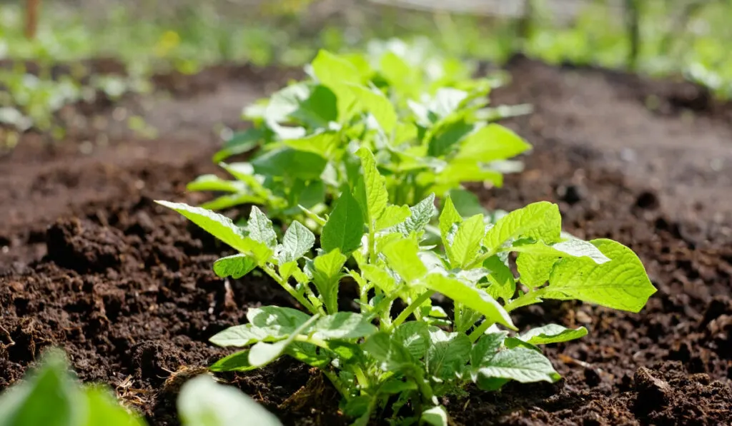 Green potato plant