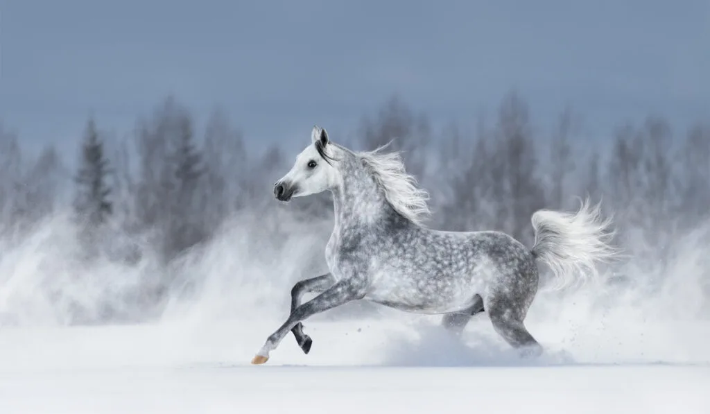 Grey arabian horse galloping during snowstorm