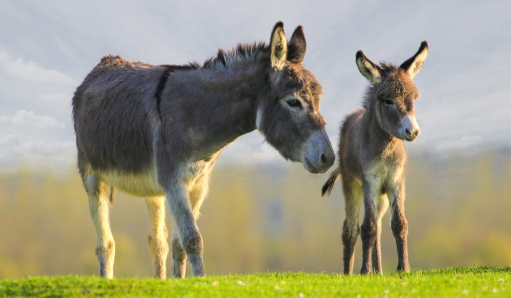 Grey cute baby donkey and mother on floral meadow