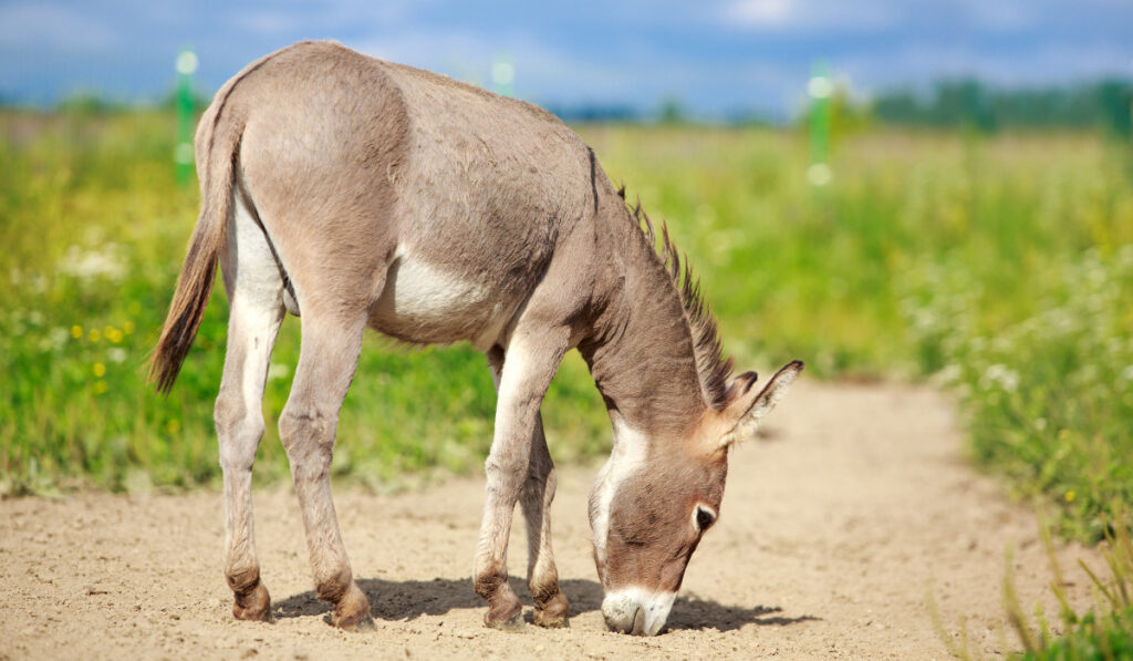 Grey donkey in field
