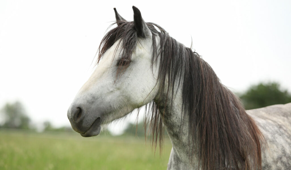 Grey fell pony mare on pasture against white sky 