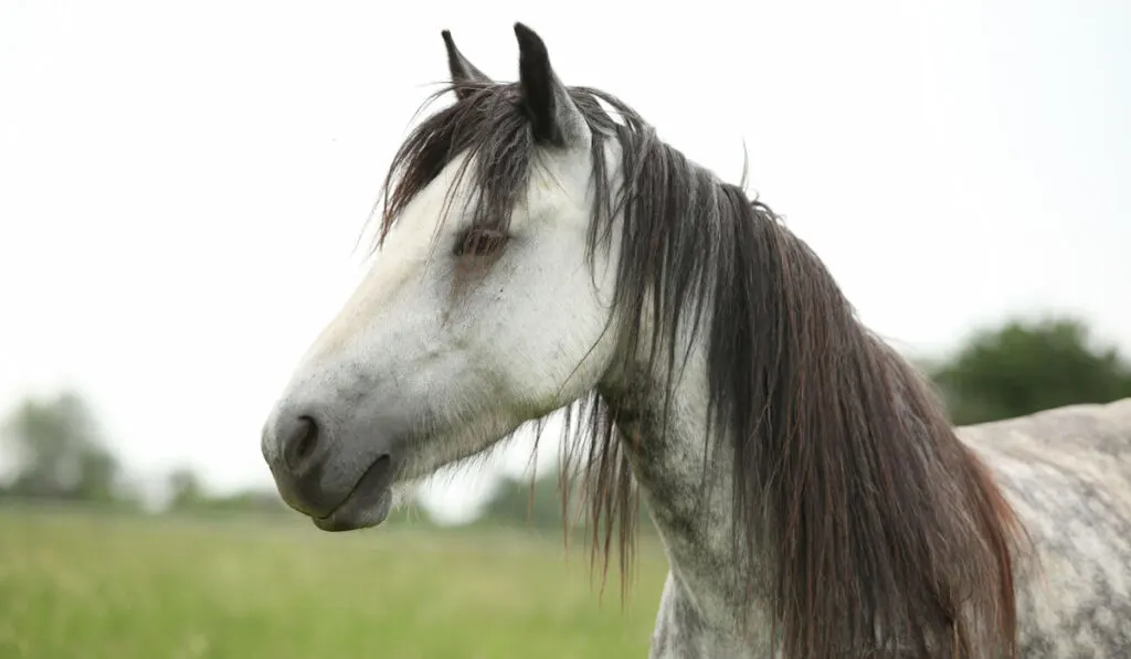 Grey fell pony mare on pasture against white sky