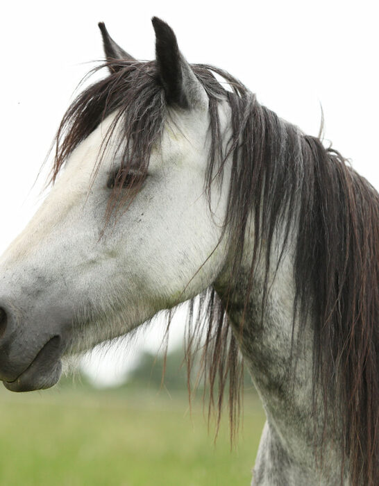 grey fell pony mare on pasture