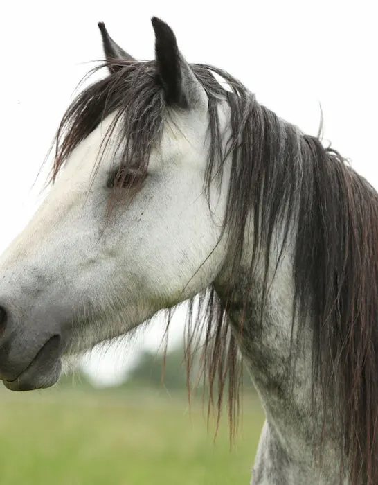 grey fell pony mare on pasture