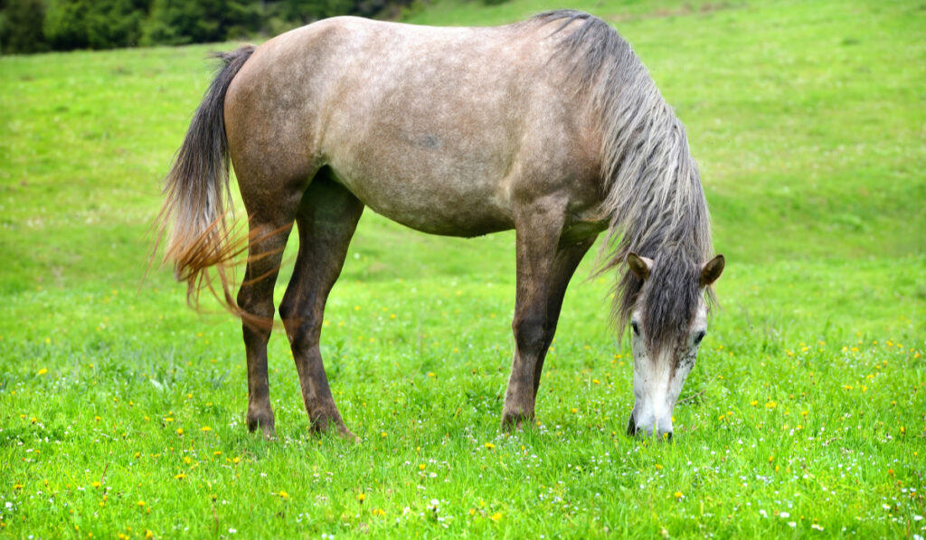 Grey horse grazing in summer pasture ee220401