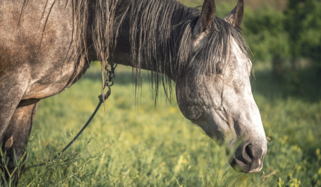 Grey horse in the green field ee220401