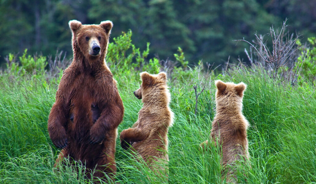 Grizly Bears in the forest