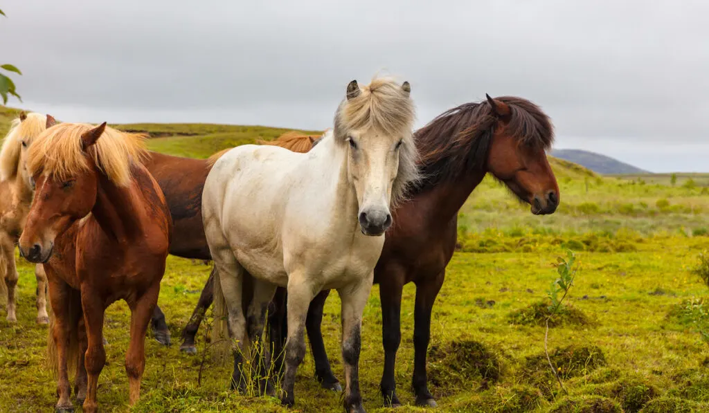 Group of Icelandic horses, brown white horses grazing in the field against clear sky