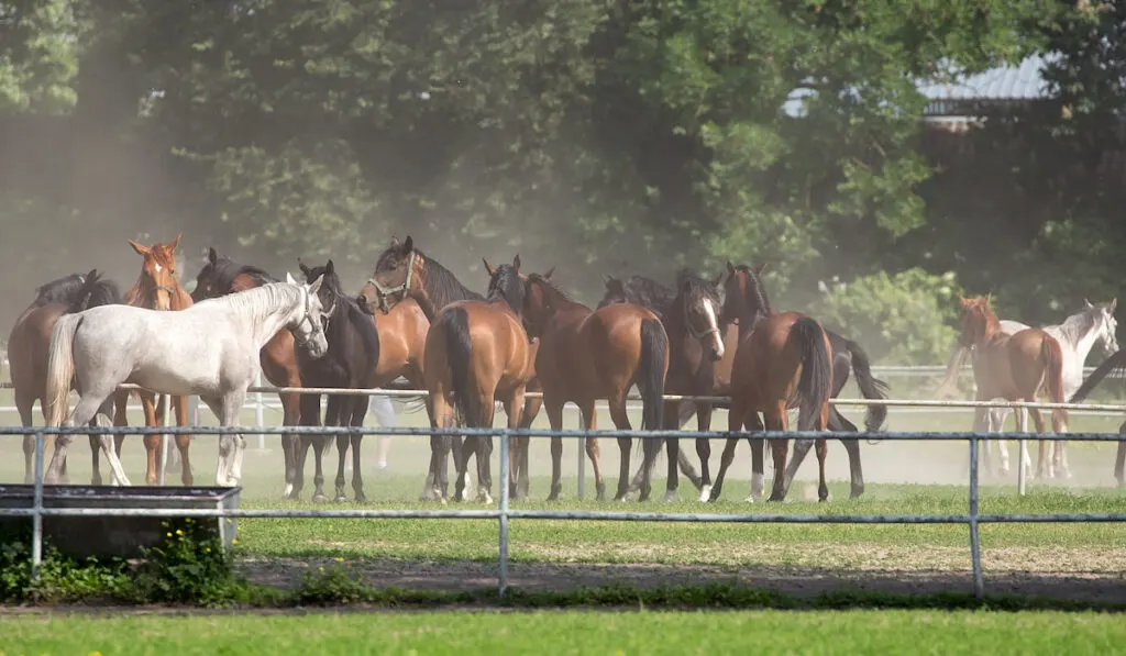 Group of Saddlebered Horses on the farm