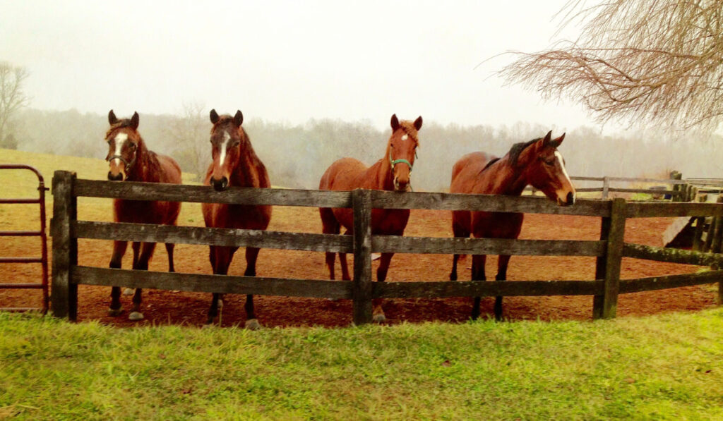 Group of beautiful thoroughbred horses inside wooden fence