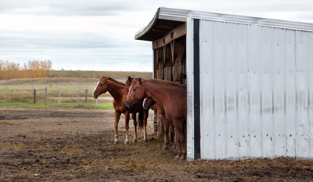 Group of brown horses inside a shelter on the farm 