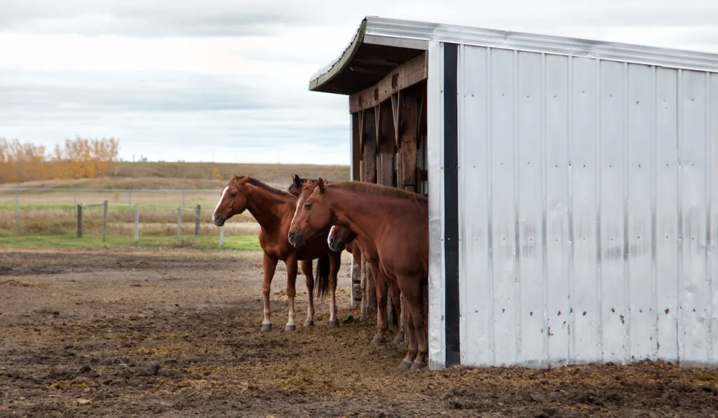 Group of brown horses inside a shelter on the farm