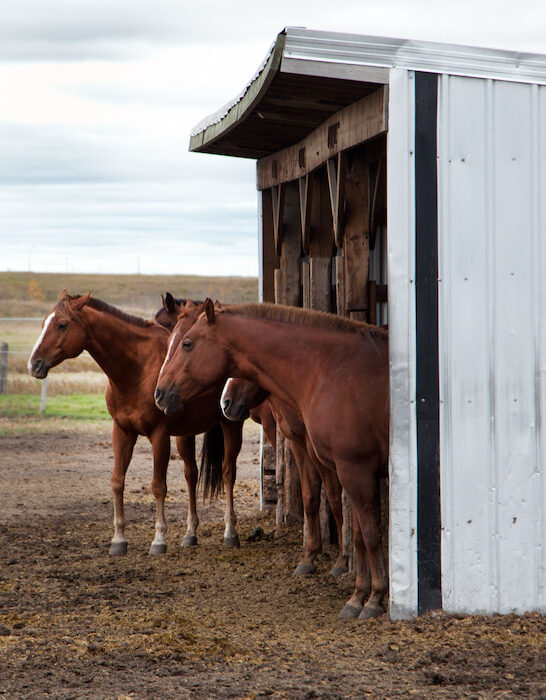 Group-of-brown-horses-inside-a-shelter-on-the-farm