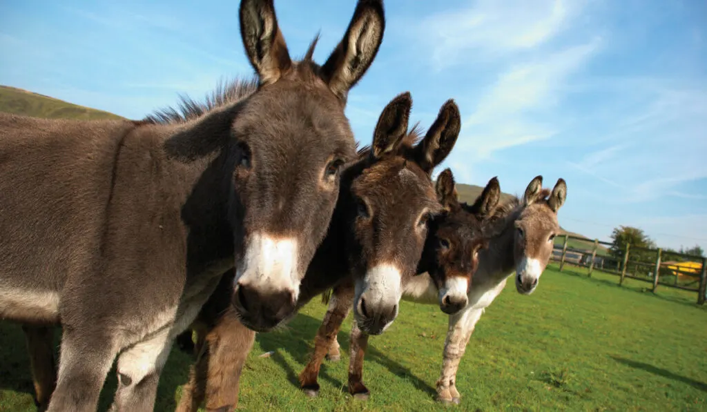 Group of donkeys in field looking to camera
