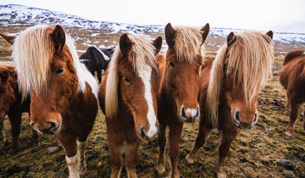 Pair of Icelandic horses in the winter outdoors