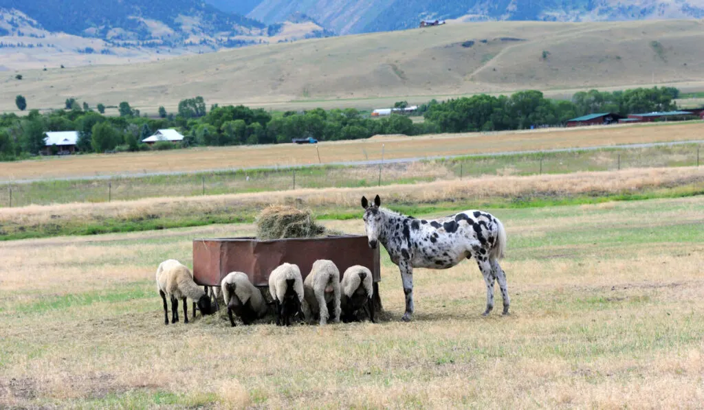 Group of sheep feed peacefully while donkey guards and watches over them