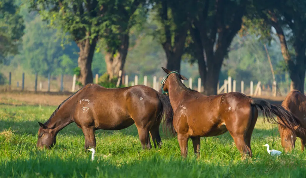 Group of three young horses on the pasture
