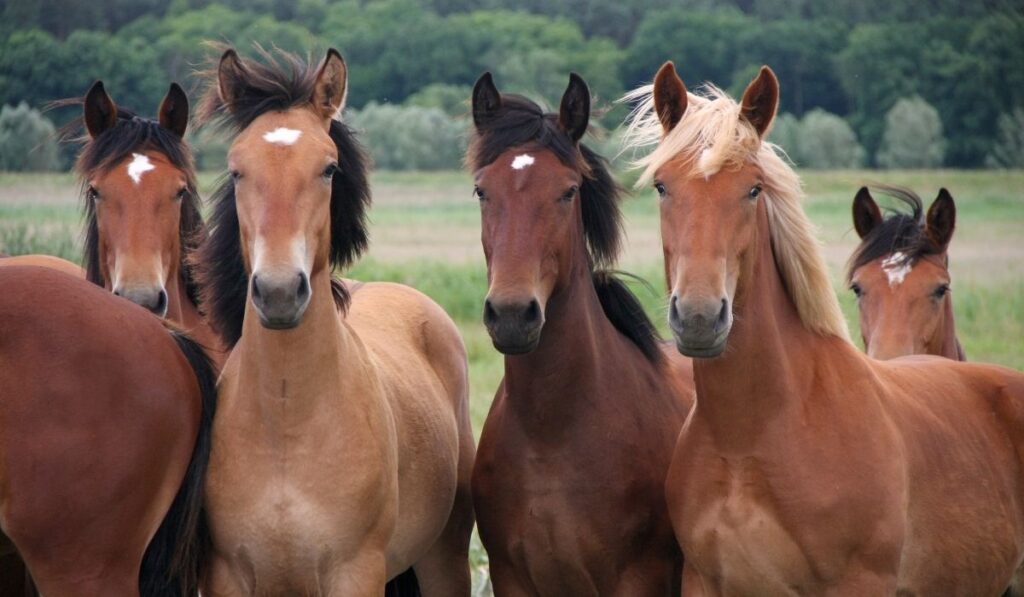 Group of wild horses