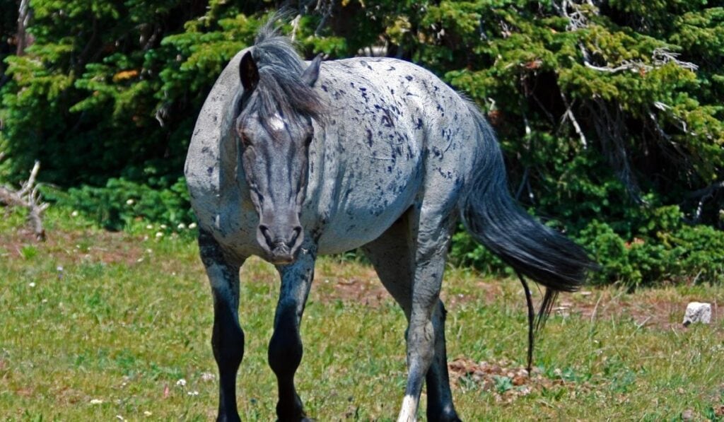 Wild Horse Mustang Gray Grulla Roan