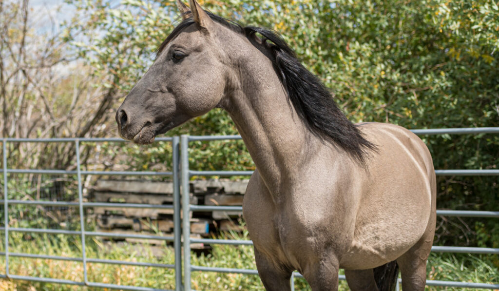 Grulla Dun Missouri Fox Trotter standing inside the pen