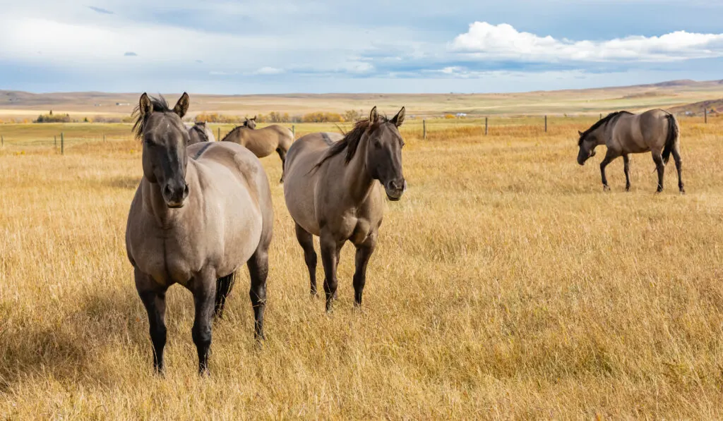 Grullo horses in a field
