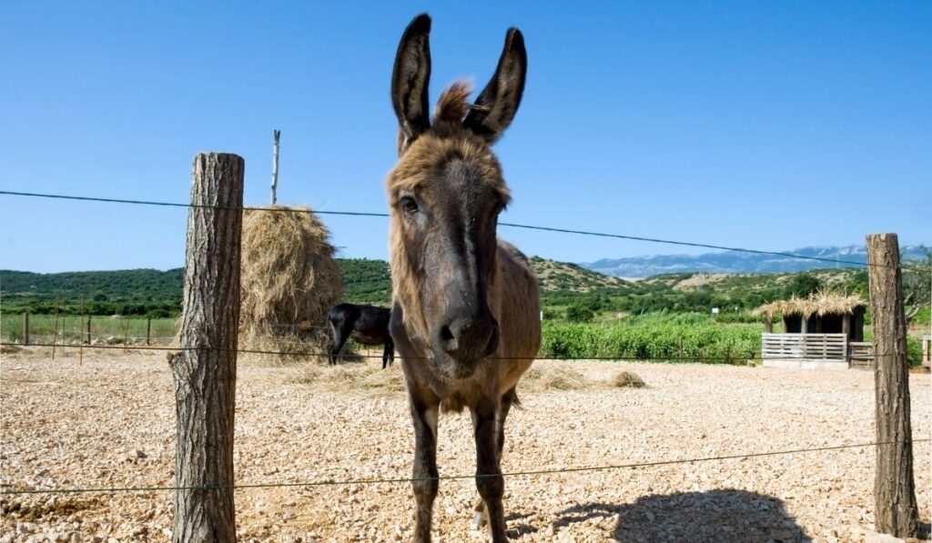 Guard Donkey In Farm