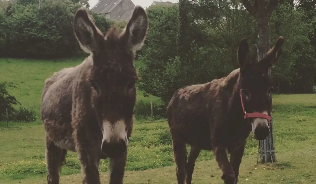 13 Reasons Why Your Ranch Needs a Guard Donkey Helpful Horse Hints