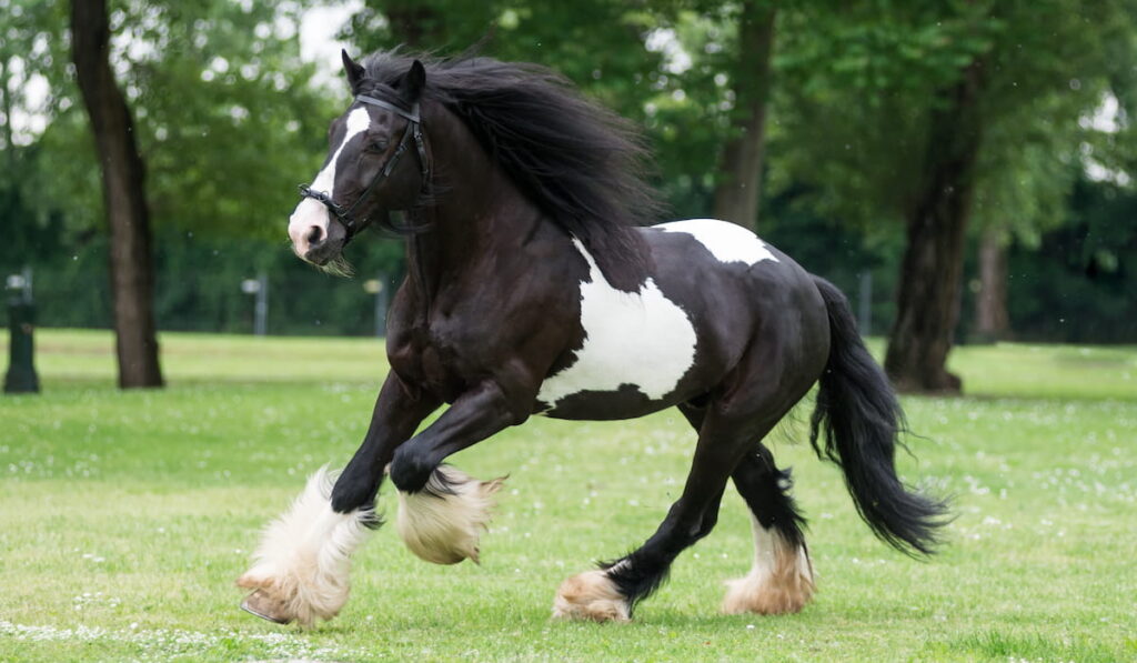 Gypsy Cob at canter 