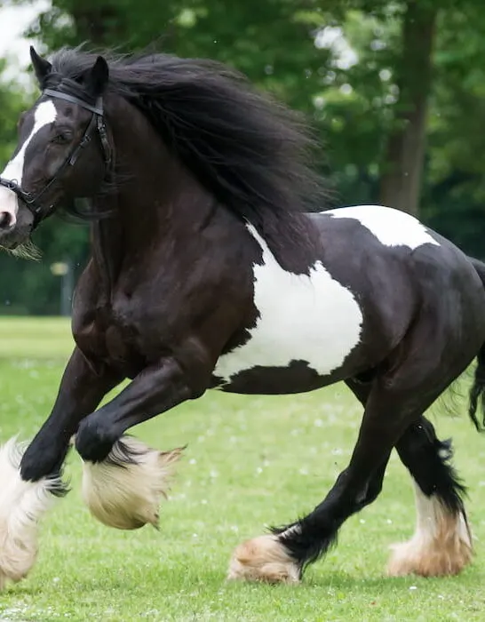 gypsy cob at canter