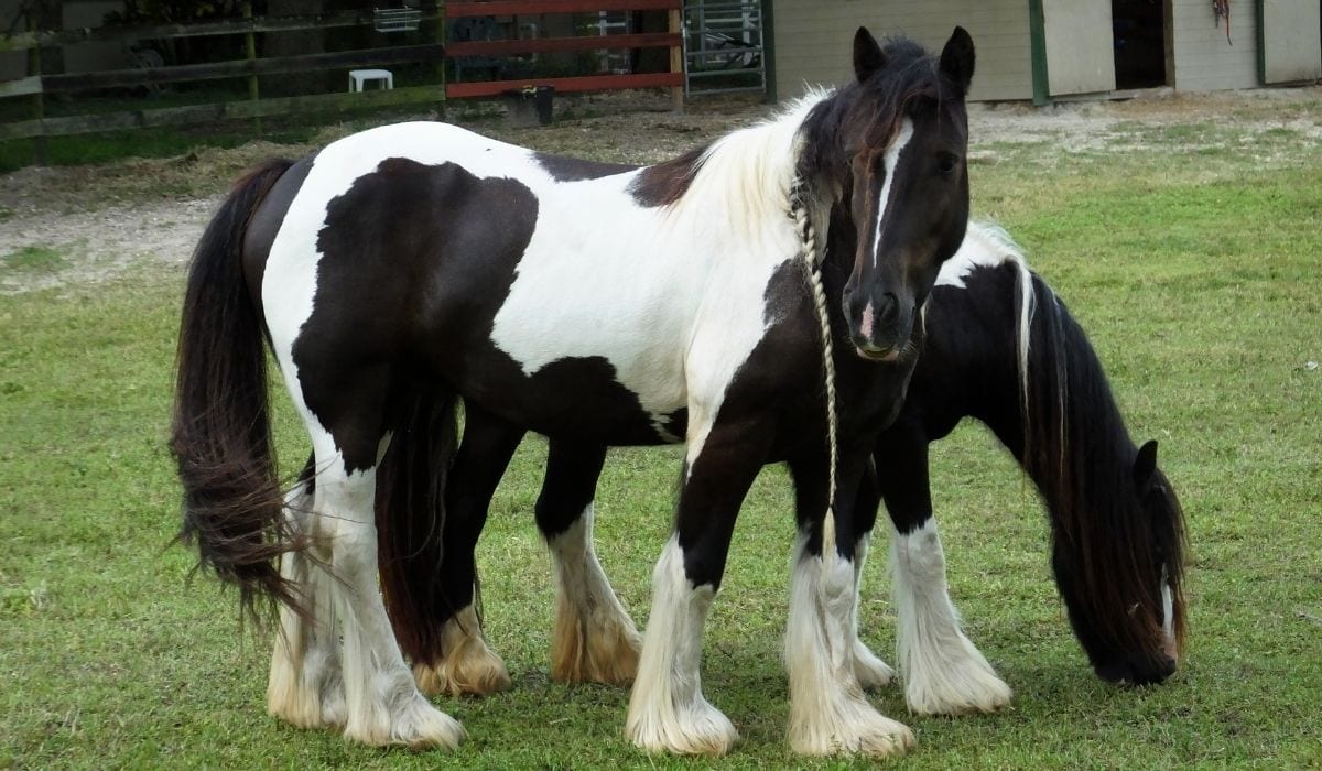 11 Horse Breeds Known to have Long Manes & Tails Helpful Horse Hints