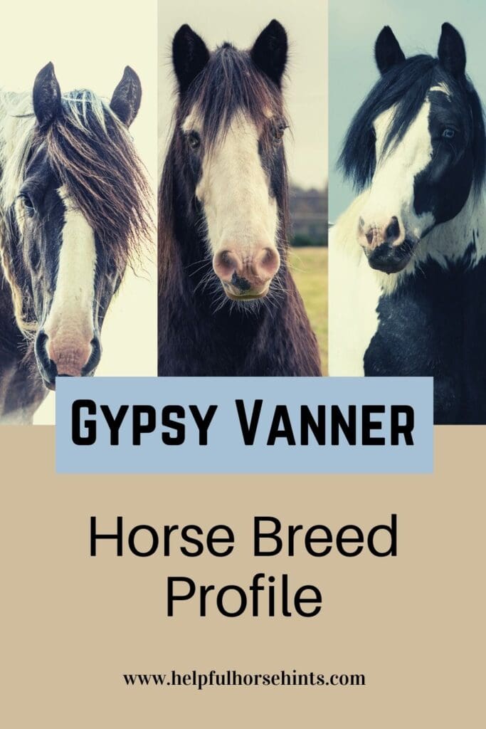Pinterest pin - Gypsy Vanner Horse Breed Profile
