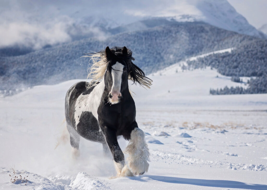 Gypsy Vanner horse playing on the snow