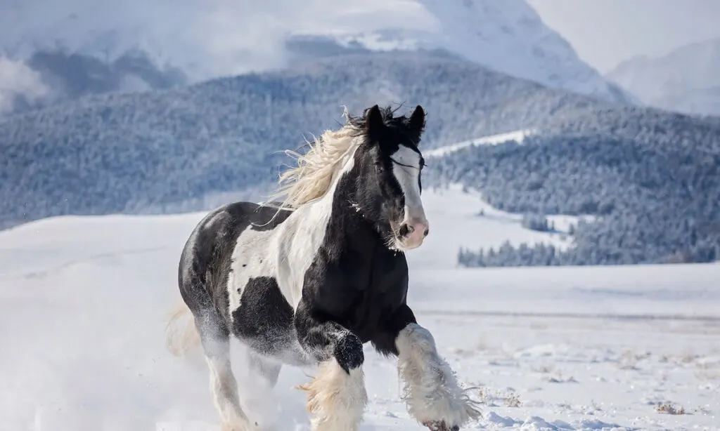 Gypsy Vanner playing in Snow