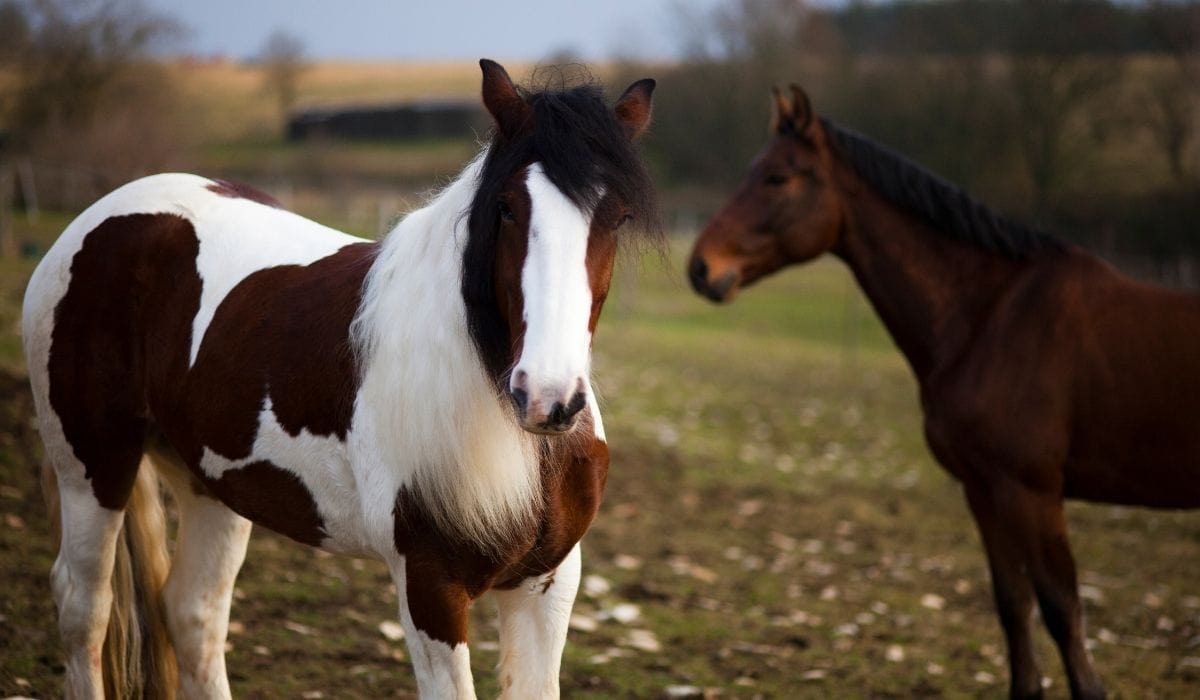 Gypsy Vanner vs Gypsy Cob