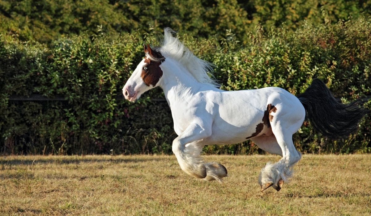 Gypsy Vanners Horse Run Gallop