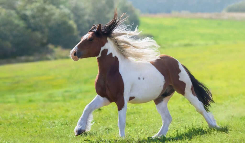 Gypsy horse galloping across summer green field.  ee220329