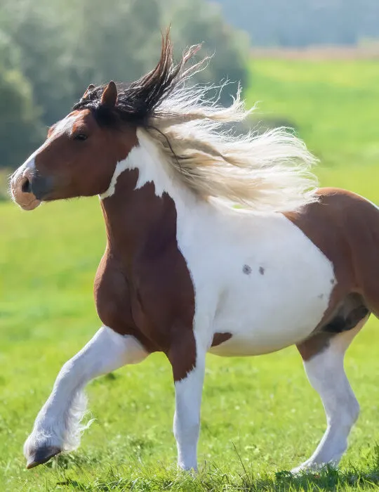 Gypsy-horse-galloping-across-summer-green-field.-ee220329