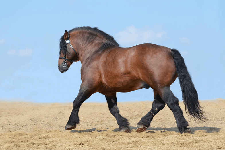 15 Largest Horse Breeds In The World Helpful Horse Hints