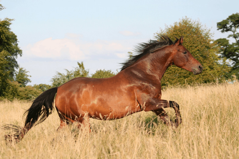 Are Horses Ruminants? No, But They Do Have Interesting Digestion - Helpful Horse Hints Are Horses Ruminants? No, But They Do Have Interesting Digestion - Helpful Horse Hints