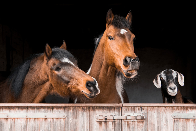 Goats and Horses Together - Do They Get Along? - Helpful Horse Hints