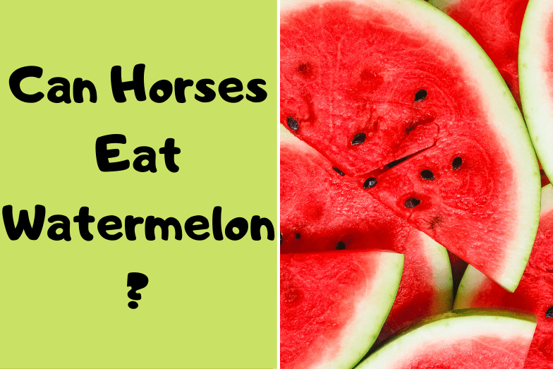 Can Horses Eat Watermelon? Helpful Horse Hints