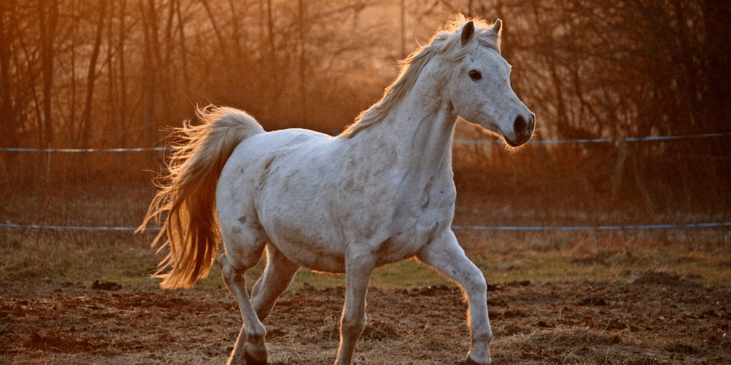 How Much Land Do You Need For A Horse Gegu Pet